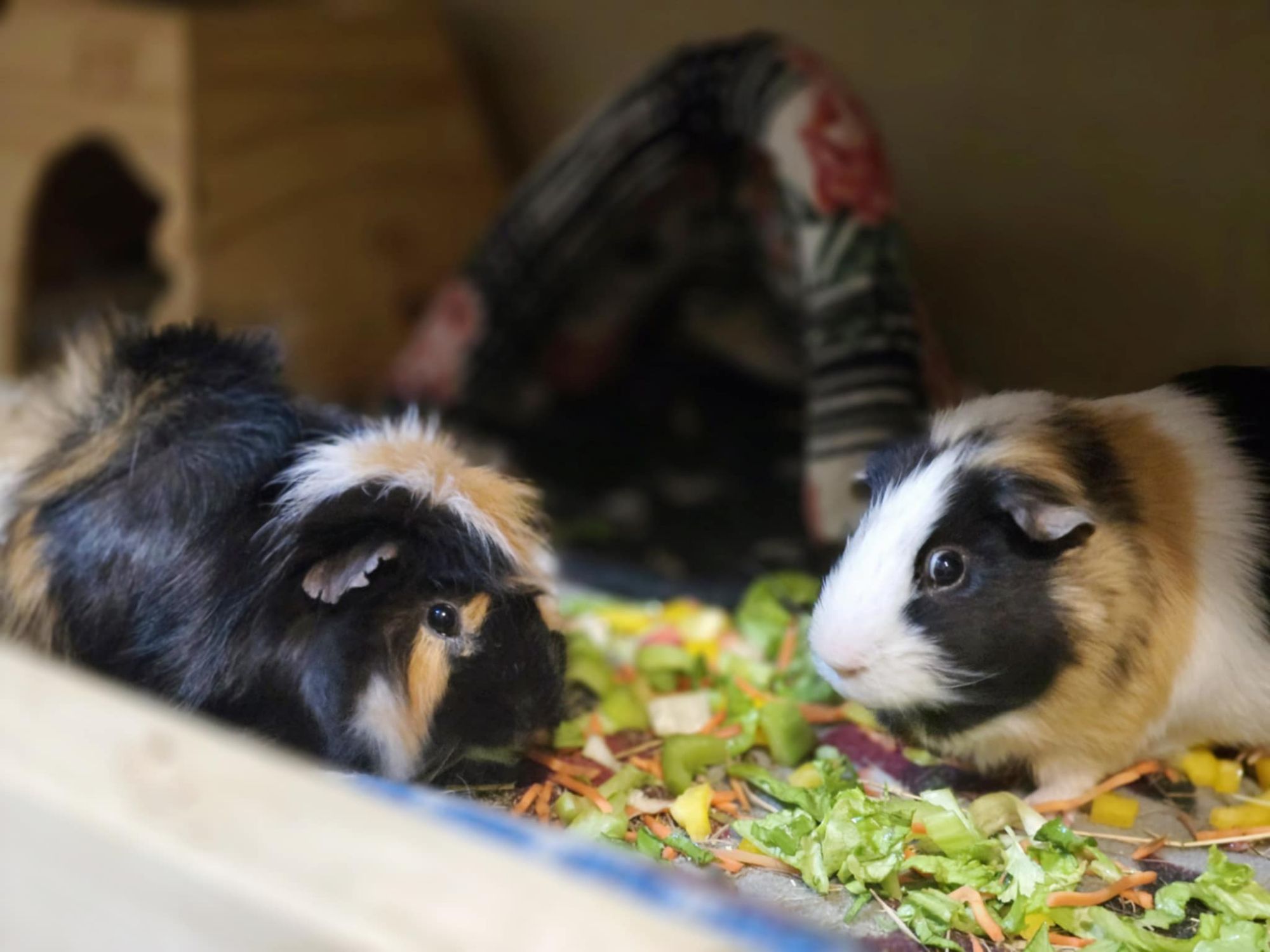 For adoption – For The Love of Guinea Pigs Rescue